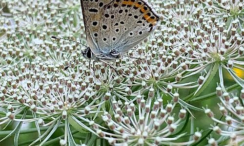 farfalla di Capannori